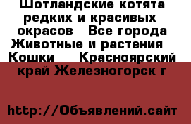 Шотландские котята редких и красивых  окрасов - Все города Животные и растения » Кошки   . Красноярский край,Железногорск г.